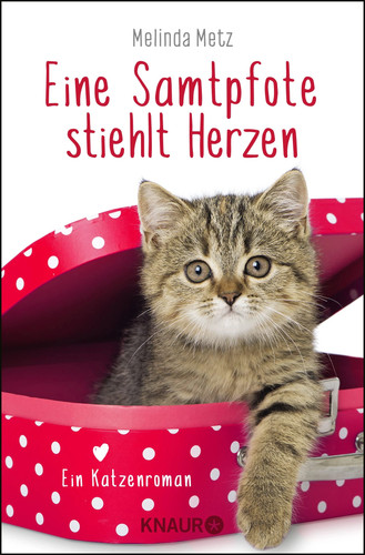Kater macgyver von melinda - kater,